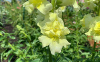 Lemon Sherbet Snapdragon Seeds for Planting - Grow Beautiful Snapdragon Flowers at Your Home