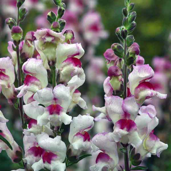 Snapdragon- Lucky Lips