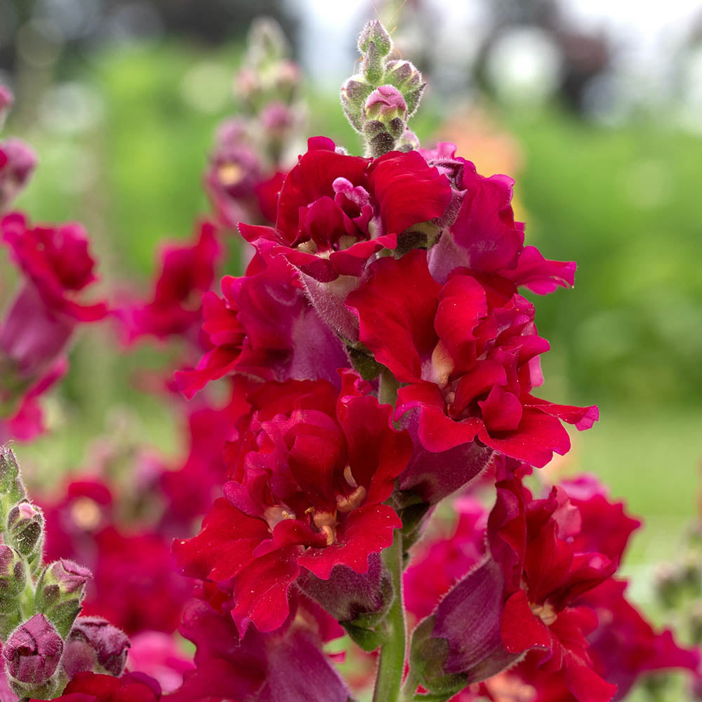 Madame Butterfly Red – Snapdragon Seed