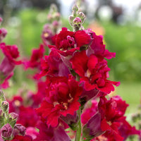 Madame Butterfly Red – Snapdragon Seed