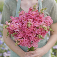 Madame Butterfly Rose – Snapdragon Seed