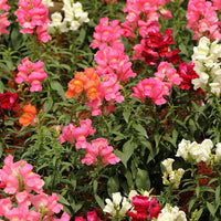 Snapdragon- Magic Carpet