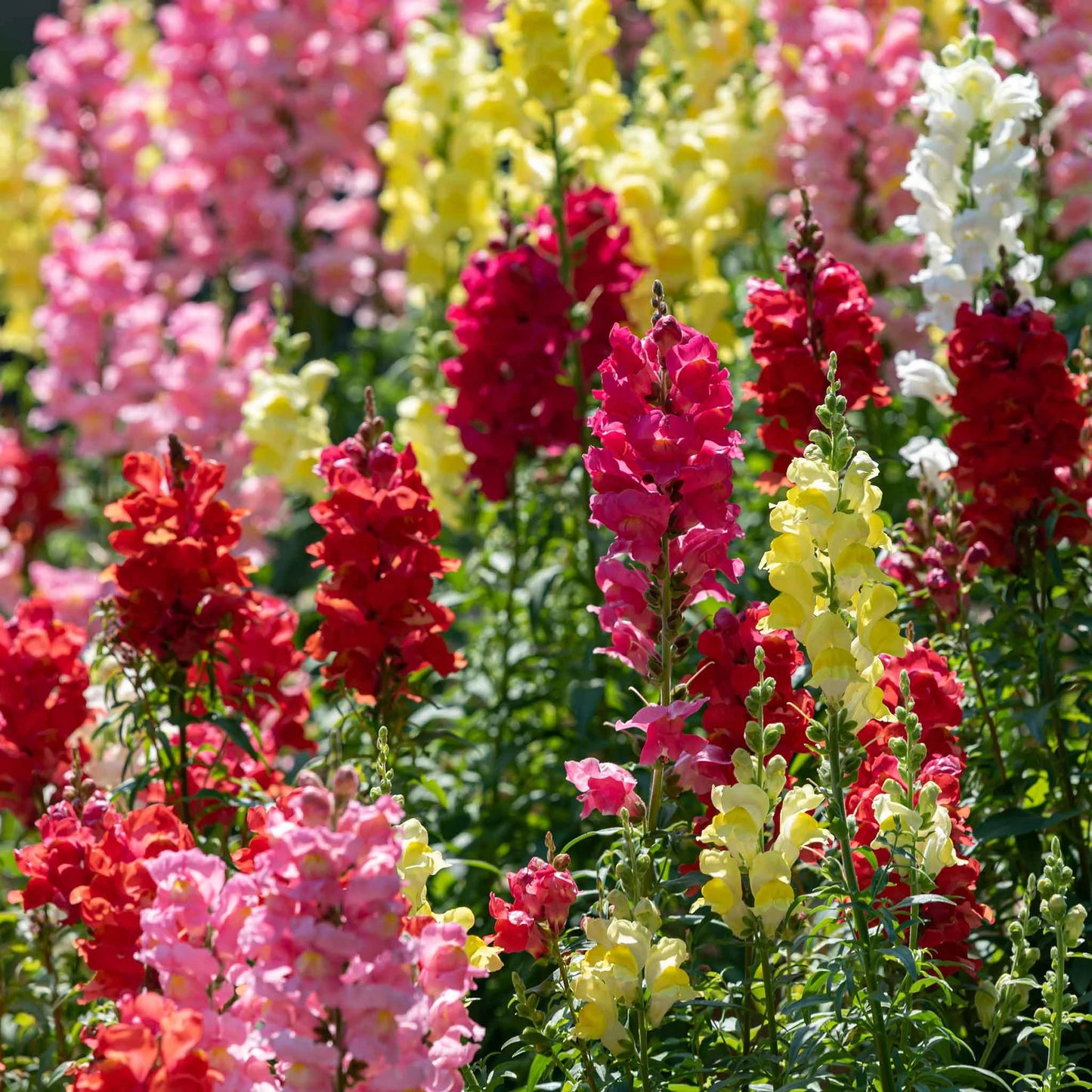 Rainbow Snapdragons Seeds