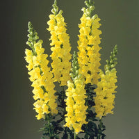 Snapdragon- Canary Bird