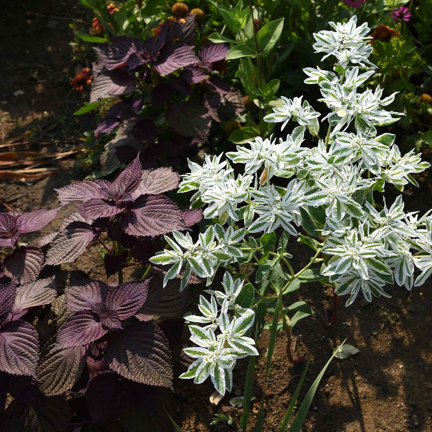 Mountain Snow – Euphorbia Seed