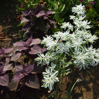 Mountain Snow – Euphorbia Seed