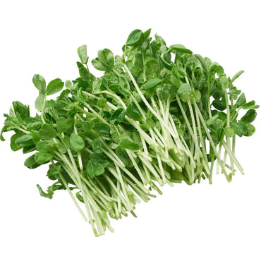 Sprouting Seeds- Snow Pea 100g