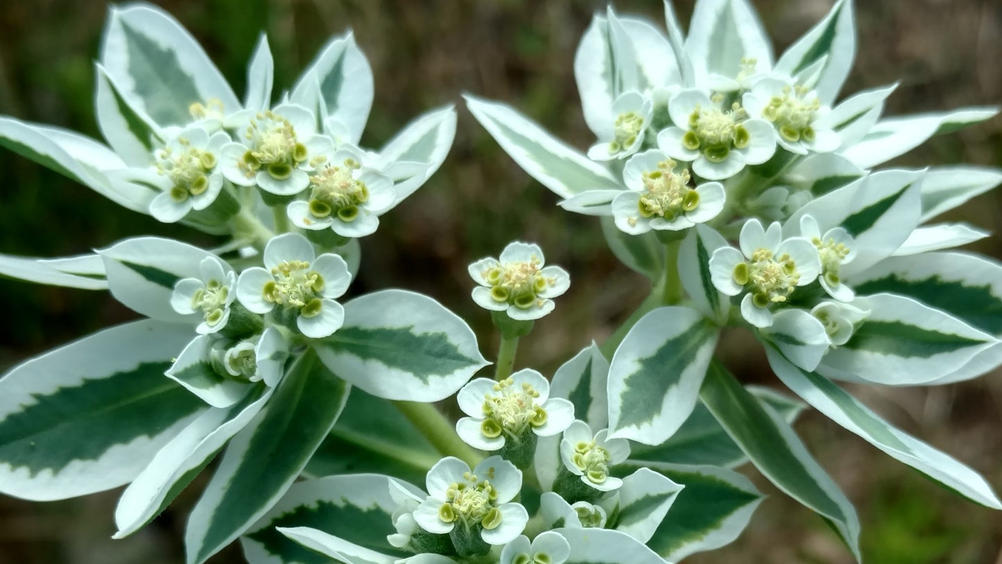 Snow On The Mountain
