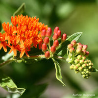 Pleurisy Root – Asclepias Seed