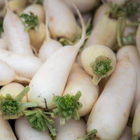 Miyashige – Radish Seed