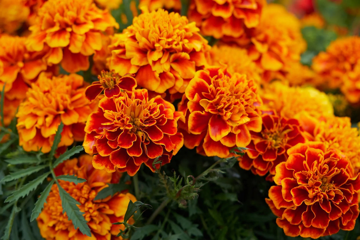 Heirloom Marigold Sparky Flower Seeds, Non-GMO Bright Blooms for Vibrant Garden Planting for planting in home garden