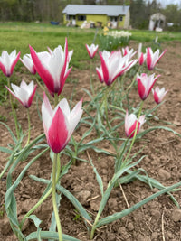 Peppermint Stick Tulip Seeds