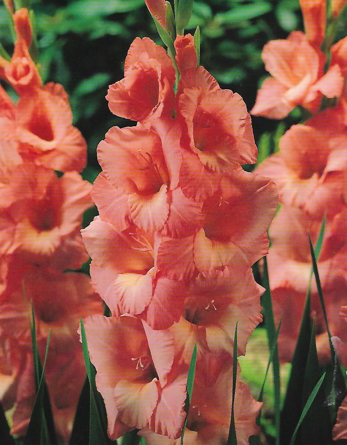 Emmy Dwarf Gladiolus