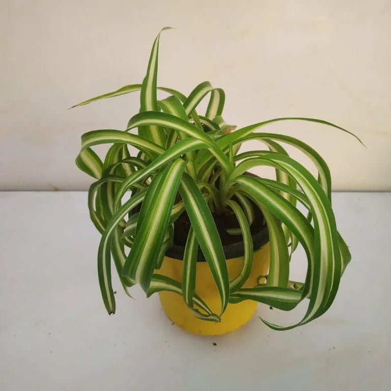 Heirloom Non-GMO Chlorophytum Plant Seeds – Air-Purifying Greenery for Garden