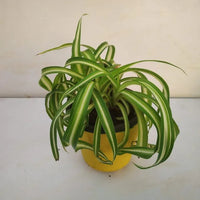 Heirloom Non-GMO Chlorophytum Plant Seeds – Air-Purifying Greenery for Garden