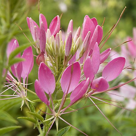Spider Flower- Fountain Mix