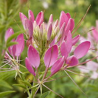 Spider Flower- Fountain Mix