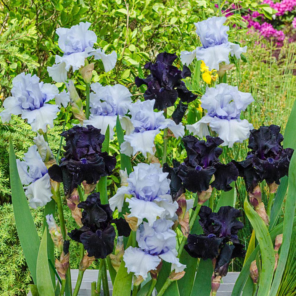 Magical Moments Bearded Iris Duet Seeds