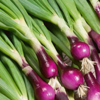 Red Spring – Onion Seed