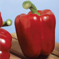 Sprinter – Bell Pepper Seed