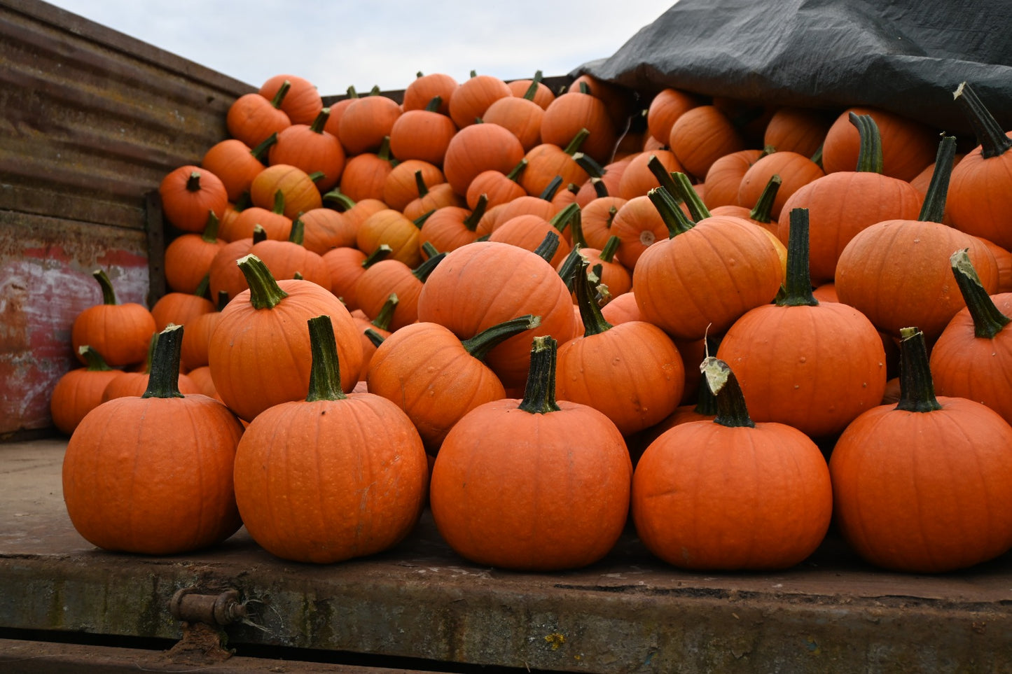 Racer – Pumpkin Seed