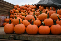 Racer – Pumpkin Seed