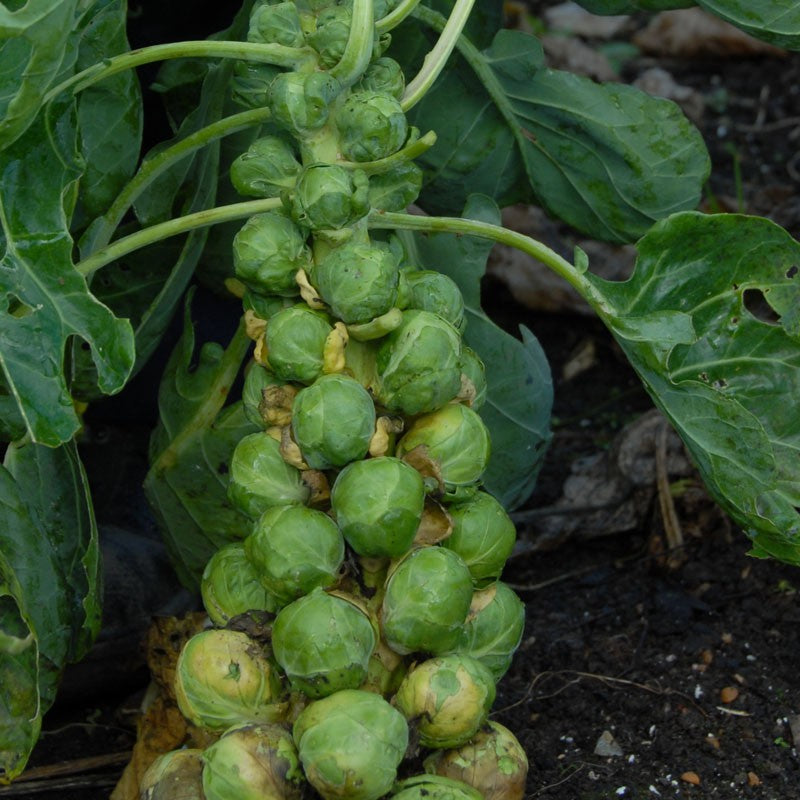 Churchill – Brussels Sprout Seed