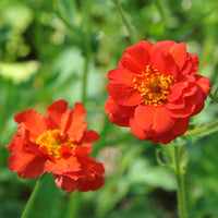 Geum- Mrs Bradshaw