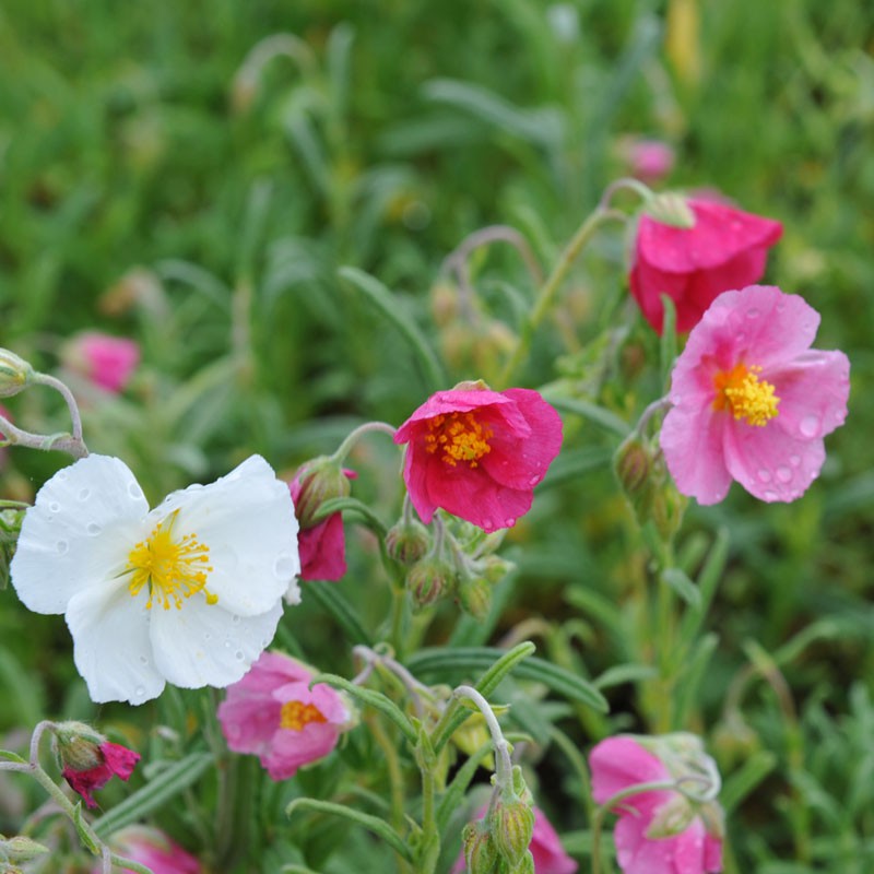 Heirloom Helianthemum Flower Seeds, Non-GMO Rock Rose Blooms for Sun-Loving Garden Planting for planting in home garden