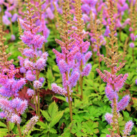 Purple Astilbe Flower Seeds – Heirloom Non-GMO for Garden Planting