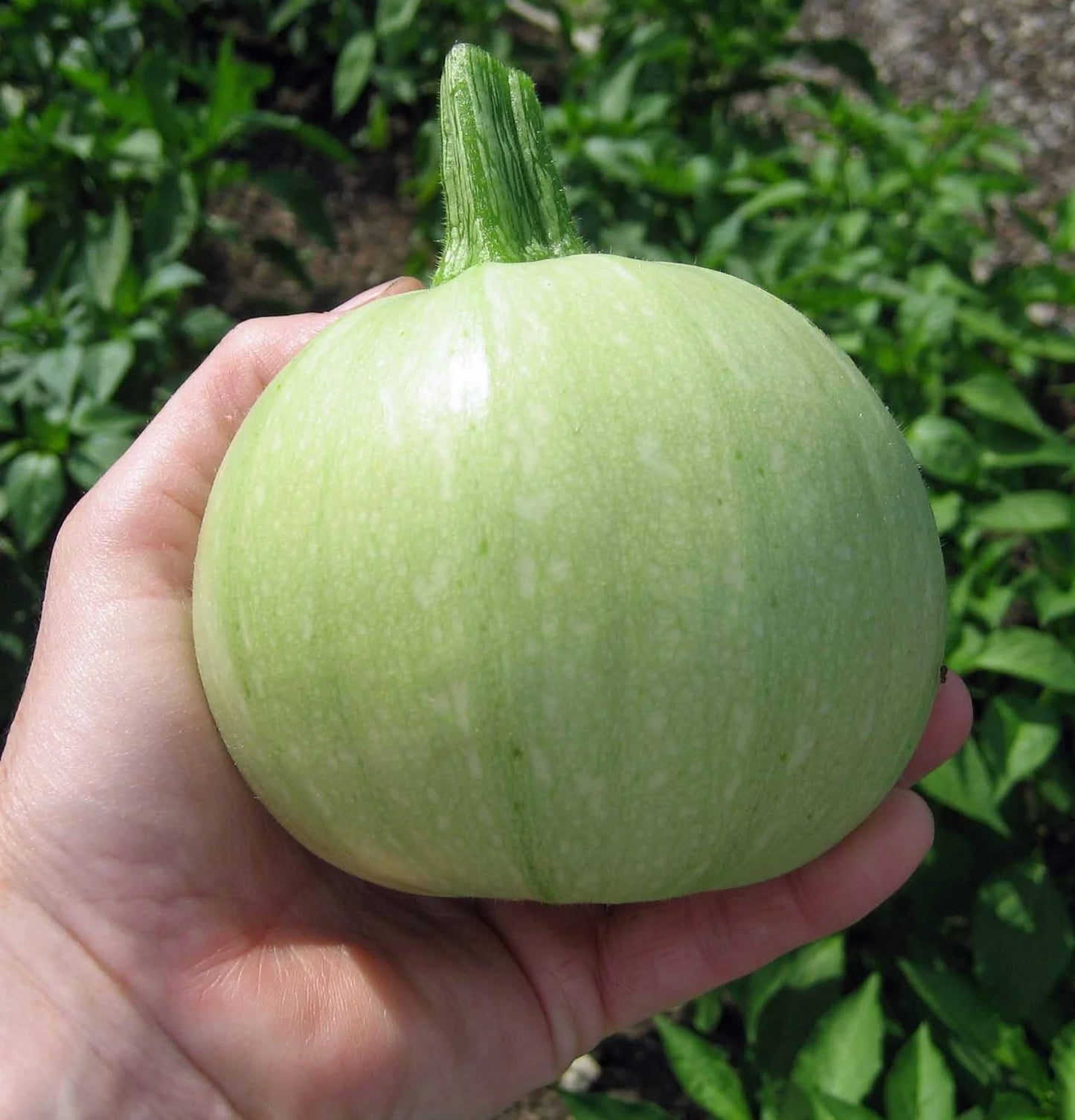 Cue Ball – Squash Seed