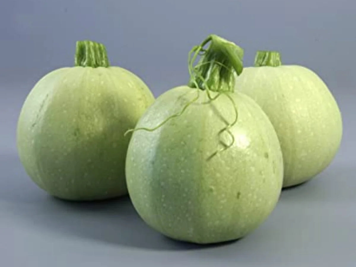 Lucky 8 – Squash Seed
