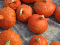 Red Kuri – Organic Hubbard Squash Seed