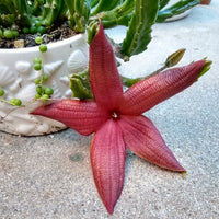 Stapelia Red Flower Seeds for Planting – Organic, Heirloom, Non-GMO Starfish Cactus Seeds
