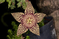 Heirloom Non-GMO Stapelia Pulchella Flower Seeds for Planting – Unique Succulent Flower Seeds