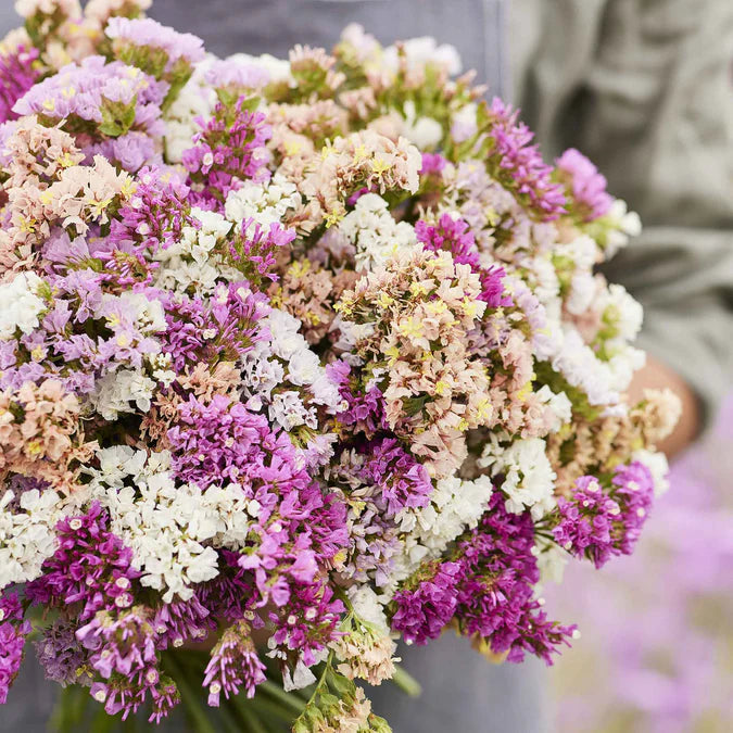 Pastel Mix – Statice Seed