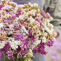 Pastel Mix – Statice Seed