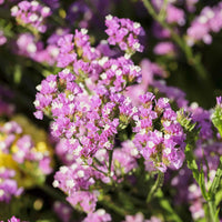 Statice- Twilight Lilac