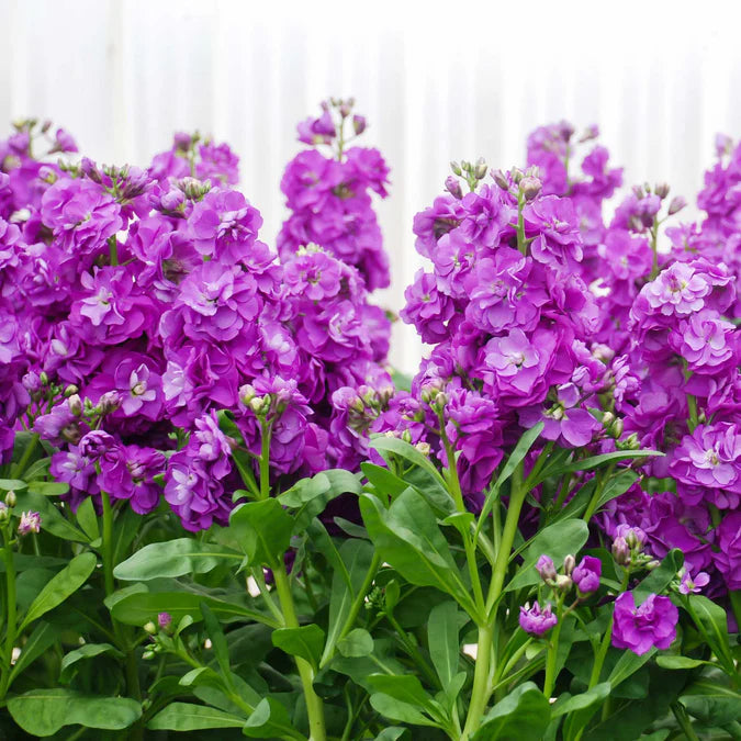 Stock- Giant Column Miracle Blue