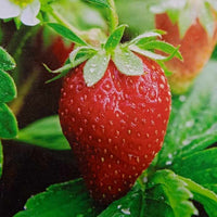 Strawberry Seeds Collection