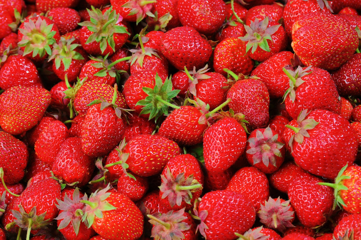 Strawberry- Adina (Runner x5)