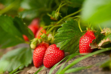 Strawberry- Toolangi Choice (Runner x5)