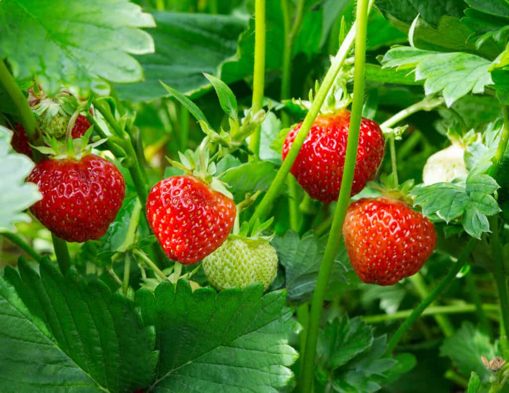 Strawberry Seeds Collection
