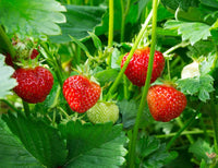 Strawberry Seeds Collection