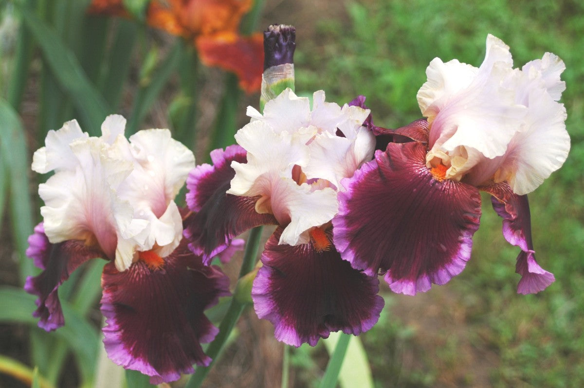 Shades of Pink Bearded Iris Mixture Super Sak Seeds