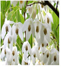 Heirloom Non-GMO Styrax Benzoin Flower Seeds for Planting – Fragrant Medicinal Tree Seeds