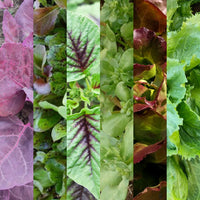 Salad Mix Collection – Organic Vegetable Seed