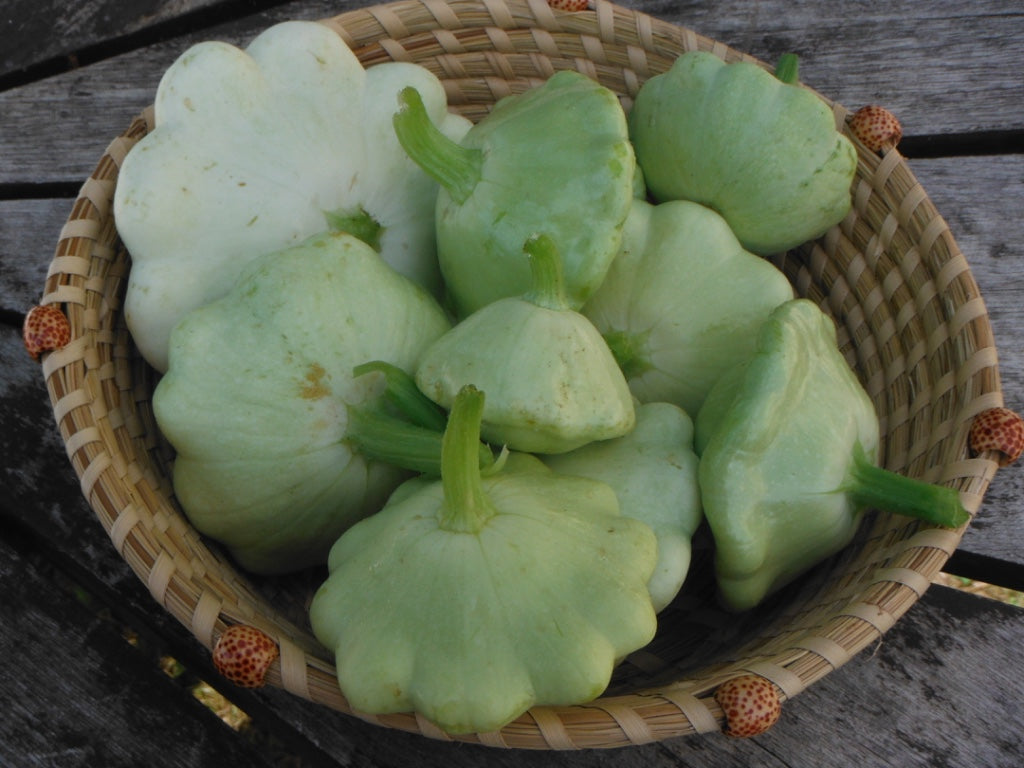Summer Squash- Green Tint