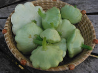 Summer Squash- Green Tint