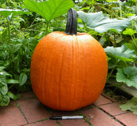 Champion – Treated Pumpkin Seed